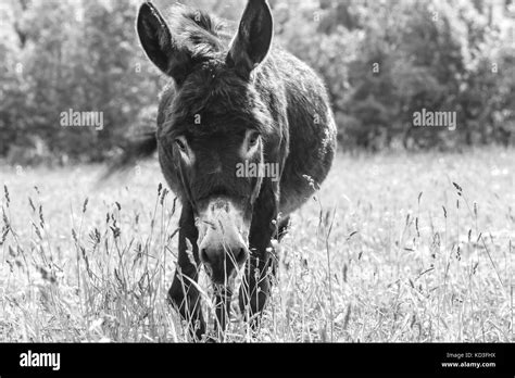 Donkey Grazing In Field Day Stock Photo Alamy