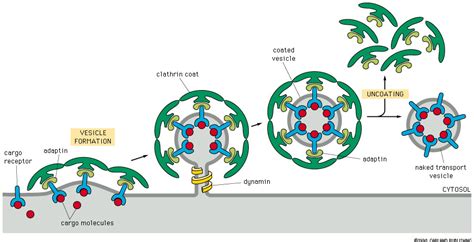 Vesicles Animalcellbiology