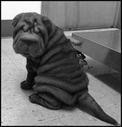 Pin By Kaye Smith On Snuggly Shar Pei 2 Chinese Dog Cute Animals