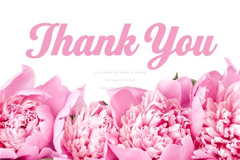 ✓ free for commercial use ✓ high quality images. sweet gratitude pink peonies thank you