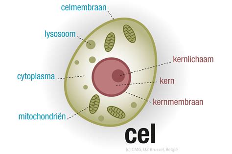 Cellen Soorten Cellen Opbouw Van Een Cel En De Celcyclus Menselijk Images