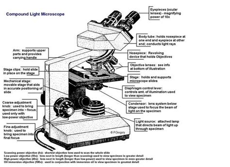 Lecture 2 Cells And Compound Microscope Diagram Quizlet