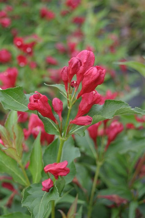 Some of the largest, oldest and most loved growers and distributors of nursery stock have joined together to provide directgardening.com. Pin on Red Plants