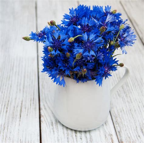 Cornflowers In Vase Stock Image Image Of Flower Color 100698801