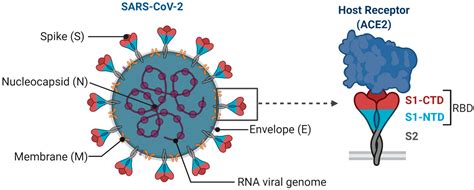 The vaccine is the first to show in trials that it is effective against the uk variant of the virus. Novavax Vaccine Structure / Covid 19 Vaccine Wikipedia ...