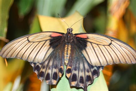 Nomadic Newfies: Puelicher Butterfly Wing at the Milwaukee Public Museum