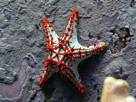 Free Images White Underwater Fauna Coral Invertebrate