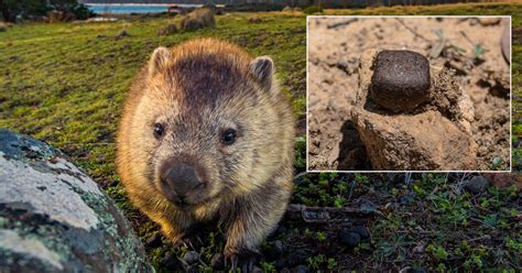 Australia Truly Is A Magical Place Wombat Magical Places Poo Brown