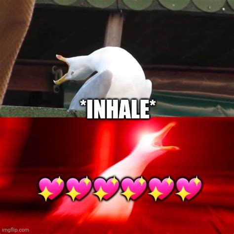 Inhales Seagull Imgflip