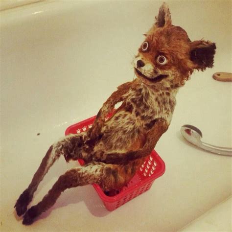 What It Looks Like When Taxidermy Goes Wrong 19 Pics