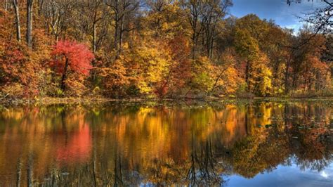 Landscape Nature Tree Forest Woods Autumn Lake