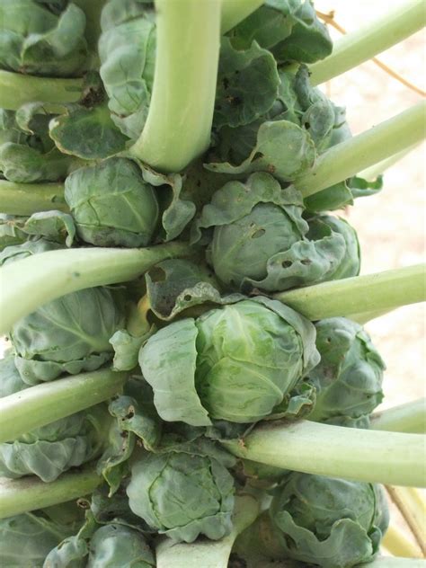 Brussels sprouts sautéed with bacon, fennel seed and dill. Over the Backyard Fence: Autumn Musings...