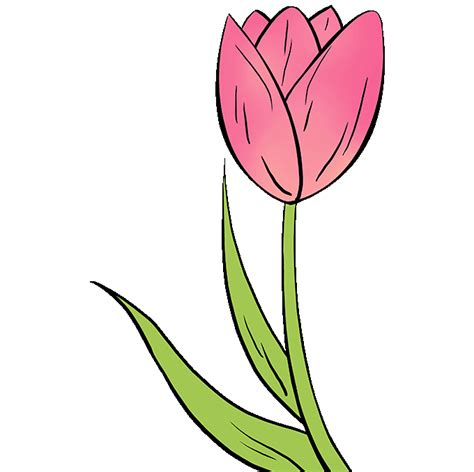 How To Draw A Tulip Really Easy Drawing Tutorial Tulip Drawing