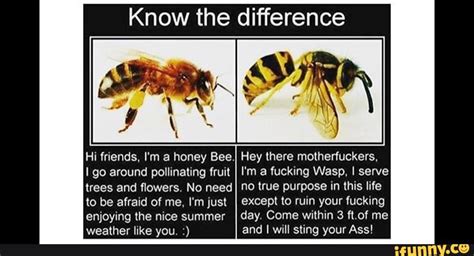 Funny Wasp Memes