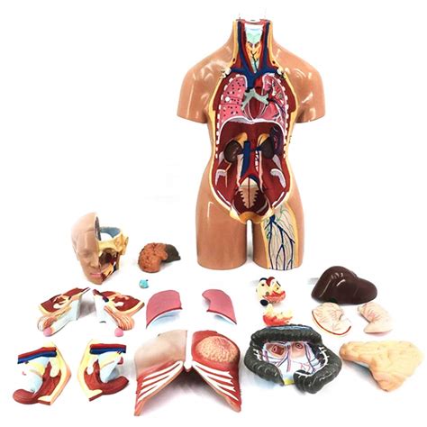 Buy Anatomy Model Human Body 4D Body Anatomy Model Anatomical
