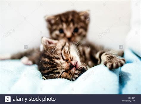 Small Cute Kittens Lying In Blanket At Home Stock Photo Alamy
