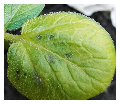 A Archetypal Brown To Black Leaf Spot Disease Caused By Cochliobolus Download Scientific