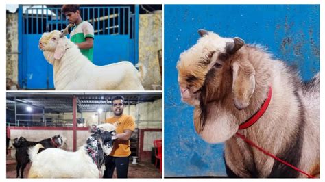 Bade Garam Andu Goat At Star Goats Farm Asif Std Youtube