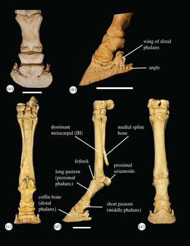 The evolution and anatomy of the horse manus with an emphasis on digit