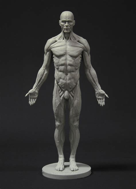 3 Set 11inch Human Anatomical Model Art Mannequin Musculoskeletal