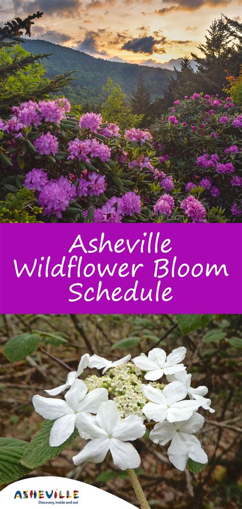 Maybe you would like to learn more about one of these? Asheville's Wildflower Bloom Schedule | Wild flowers ...