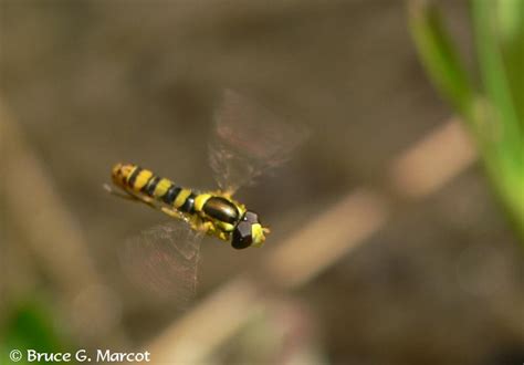 Epow Ecology Picture Of The Week Hoverfly Natures