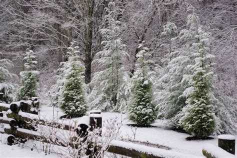 Nc Snow Photos From Blue Ridge Mountains North Carolina Mountains