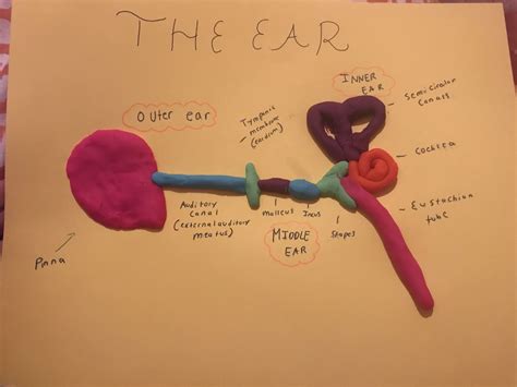 Ear Anatomy Model | Ear anatomy, Human ear, Teaching math strategies