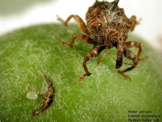 The plum curculio, conotrachelus nenuphar (herbst), is an important early season pest of pome and stone fruits. On-Farm Demonstration Trials Show that 'Proof is in the ...