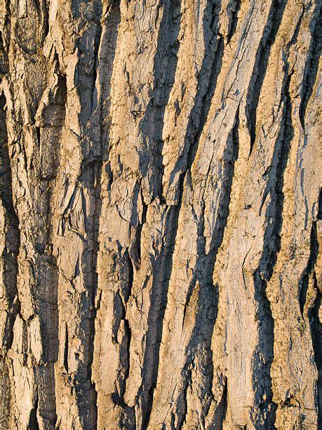 Willow Bark Willow Tree Photo Tree Tree Bark Texture