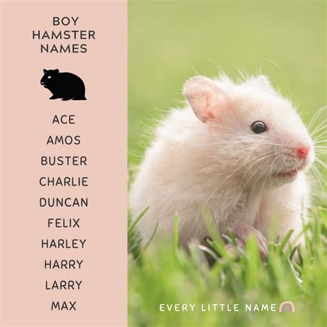 240 Best Hamster Names Cute Funny And Quirky Every Little Name