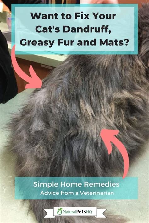 5 Easy Ways To Fix Cat Dandruff Greasy Fur And Mats Nphq Veterinarian