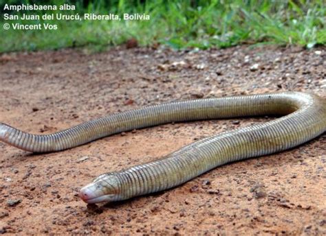 Amphisbaena Alba The Reptile Database