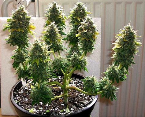 If people just want cool bonsai weed plants rather than an emphasis on bud production for tokes, you surely i have a maple bonsai already, and just managed to procure a few seeds to try my first grow. 9 Things to Consider Before Growing Pot at Home - Legalize ...