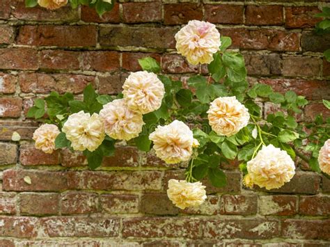 Closeup Of Beautiful Climbing Roses Flowering In A Walled Garden Stock