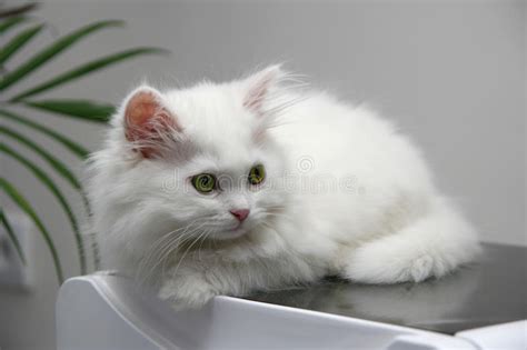 beautiful white persian cat  green eyes stock photo image  animal domestic
