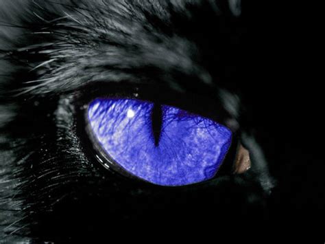 Explore Anime Black Cat Blue Eyes Wallpaper And Features Wallpaper