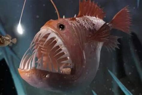 全球十大最丑海洋动物 水滴鱼第一，红唇蝙蝠鱼上榜排行榜123网