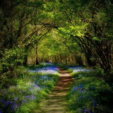 Pathway Beautiful Nature Landscape Scenery