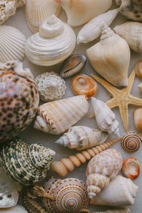 Composition Of Exotic Sea Shells On White Background Close Up View Of