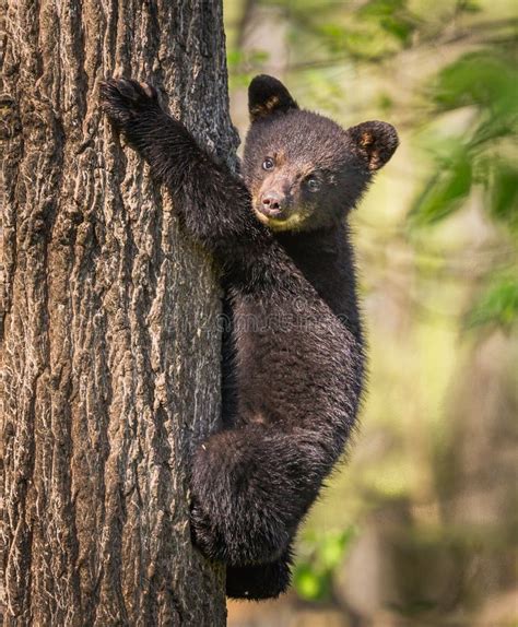 11251 Black Bear Tree Clipart Stock Photos Free And Royalty Free Stock