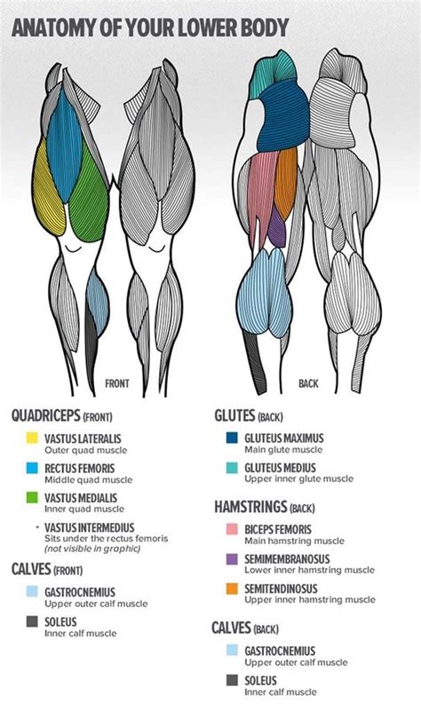For statistical analysis, the body diagram was divided into 50 standardized areas (26 back and 24 front of body) of similar size ( fig. Build Bigger Legs With This Brutal Lower Body Workout ...