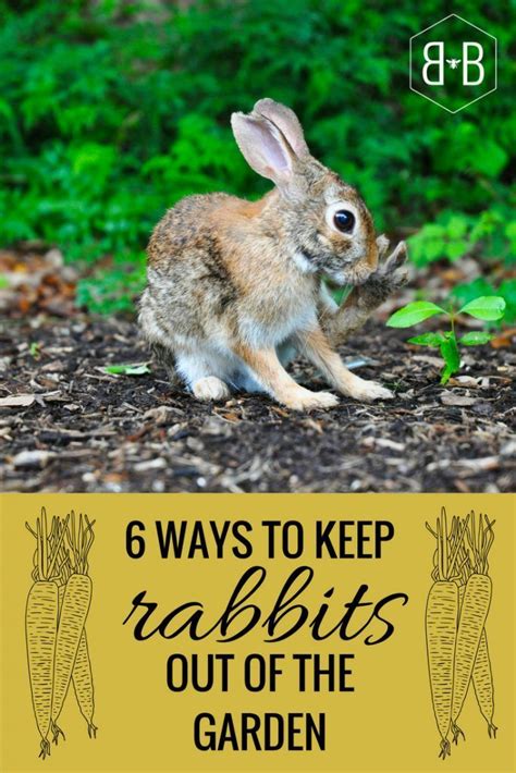 How Do I Keep Rabbits Out Of My Garden How To Keep Rabbits Out Of