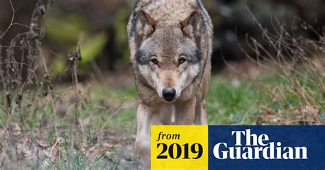 Return Of Wolves To Germany Pits Farmers Against Environmentalists