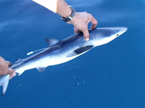 Marlin The Marine Life Information Network Blue Shark Prionace Glauca