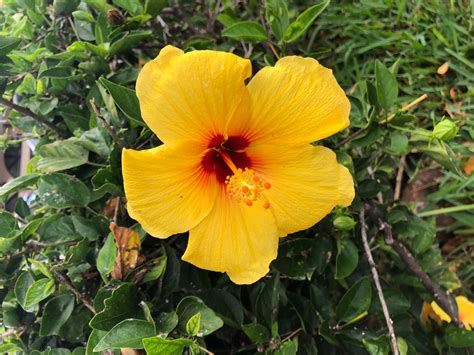 Yellow Hibiscus Flower Maui Hawaii Fleurs