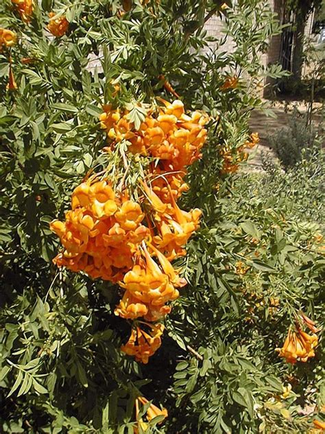 We did not find results for: Orange Trumpet Flower (Tecoma Χ 'Burnt-Out')