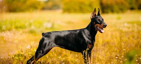 Doberman Ears Cropping Vs Natural Which Is Better For Your Dog