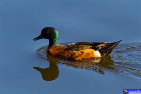 Chestnut Teal Duck Lake Tabourie Richard Mcelvenny Flickr
