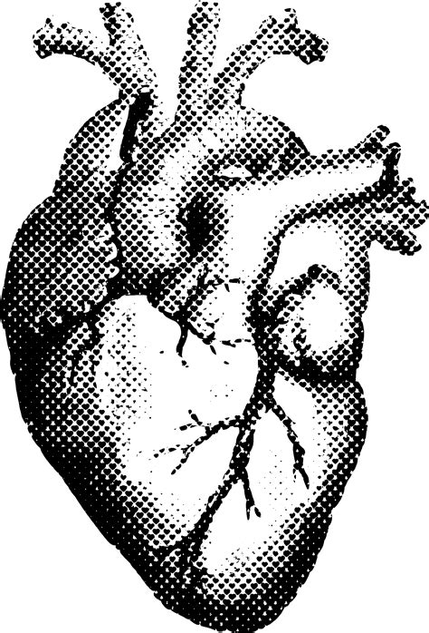 Heart Human Anatomy T Shirt Printing Human Heart Png Download 1621